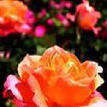  Rose Flower Extract